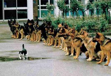 Courage , volonté .........